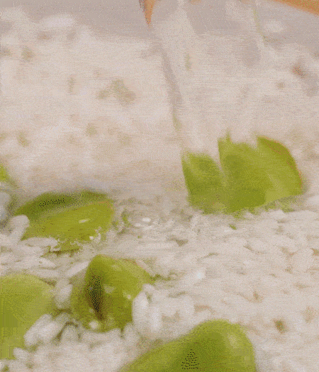 鍋底抹油，將淘洗干凈的大米，加蠶豆、清水，蓋蓋中火煮。